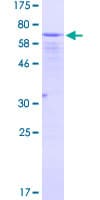 Human EIF2S2 Protein (Recombinant GST)
