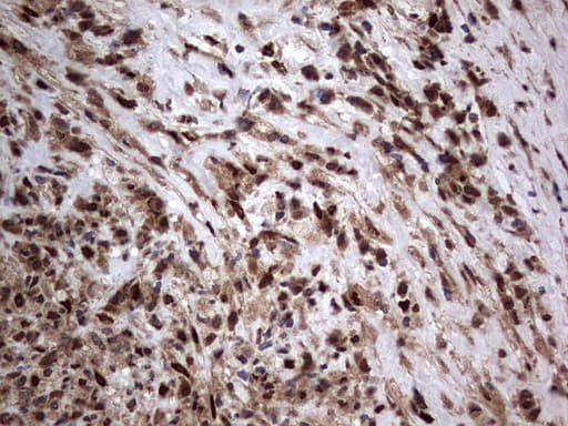 H2AFY2 Antibody (aa2-261, clone OTI1C2)