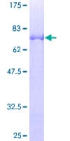 Human NSBP1 / HMGN5 Protein (Recombinant GST)