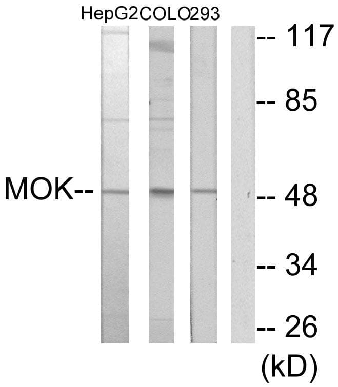 MOK / RAGE Antibody