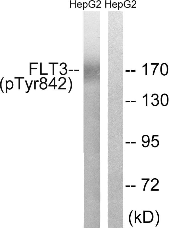 CD135 / FLT3 Antibody (phospho-Tyr842)