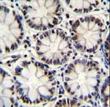 POU2F1 / OCT1 Antibody (aa364-391)