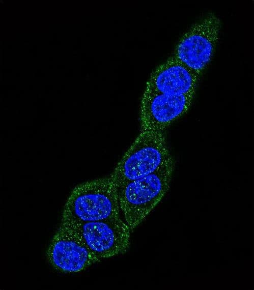 HSPA5 / GRP78 / BiP Antibody (aa261-289)