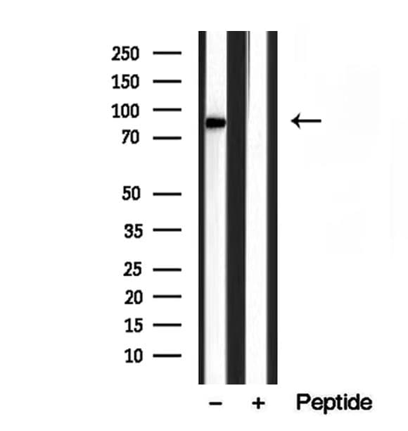 YME1L1 Antibody