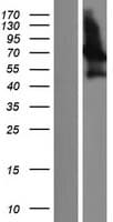 PALM2 Protein (Over-Expression Lysate Myc-DDK (Flag))