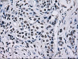 ID3 Antibody (clone OTI5C7)