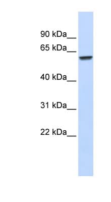 ZNF207 Antibody (aa360-409)