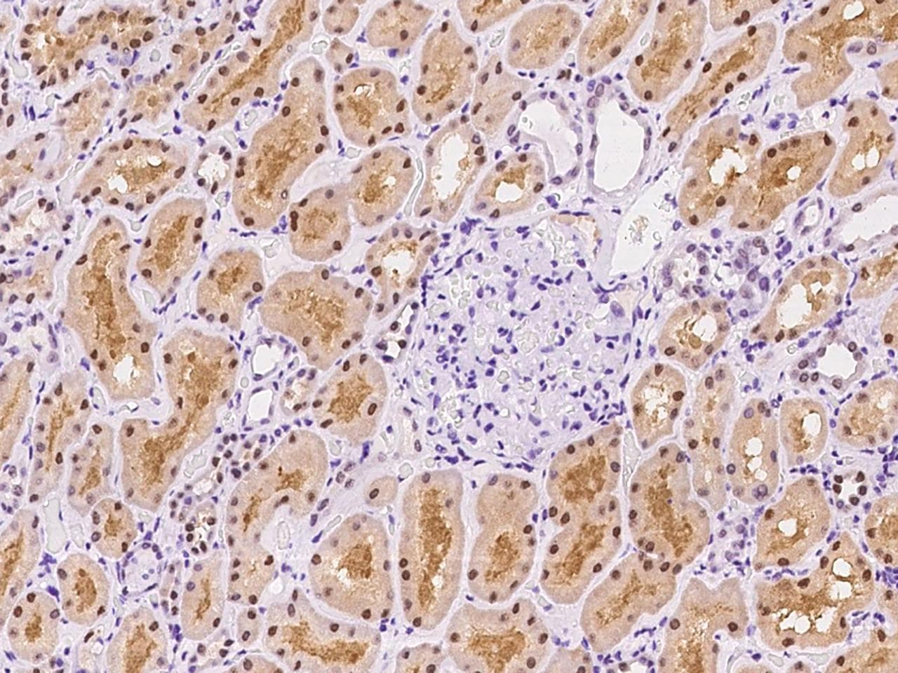 SEPHS2 Antibody