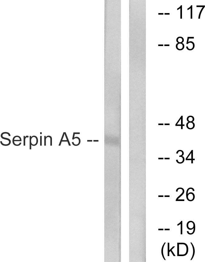SERPINA5 / PCI Antibody