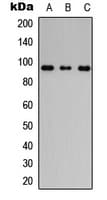 PathPlus™ FLG / Filaggrin Antibody (N-Terminus)