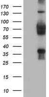 TLE2 Antibody (clone OTI5A6)