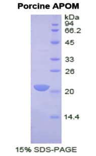 Pig APOM / Apolipoprotein M (Recombinant His)