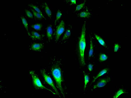 GNB4 Antibody
