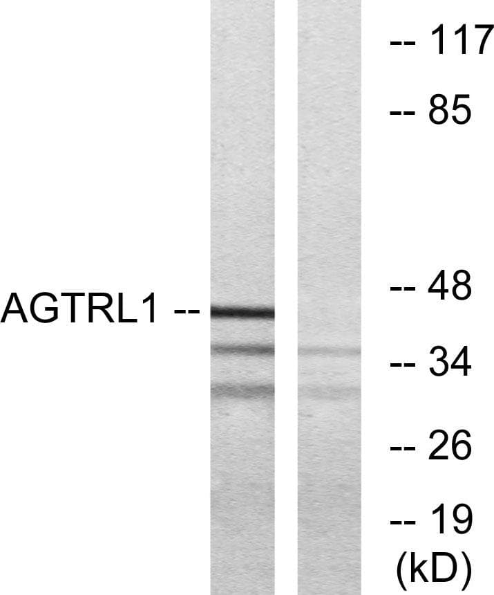 APLNR/ Apelin Receptor / APJ Antibody