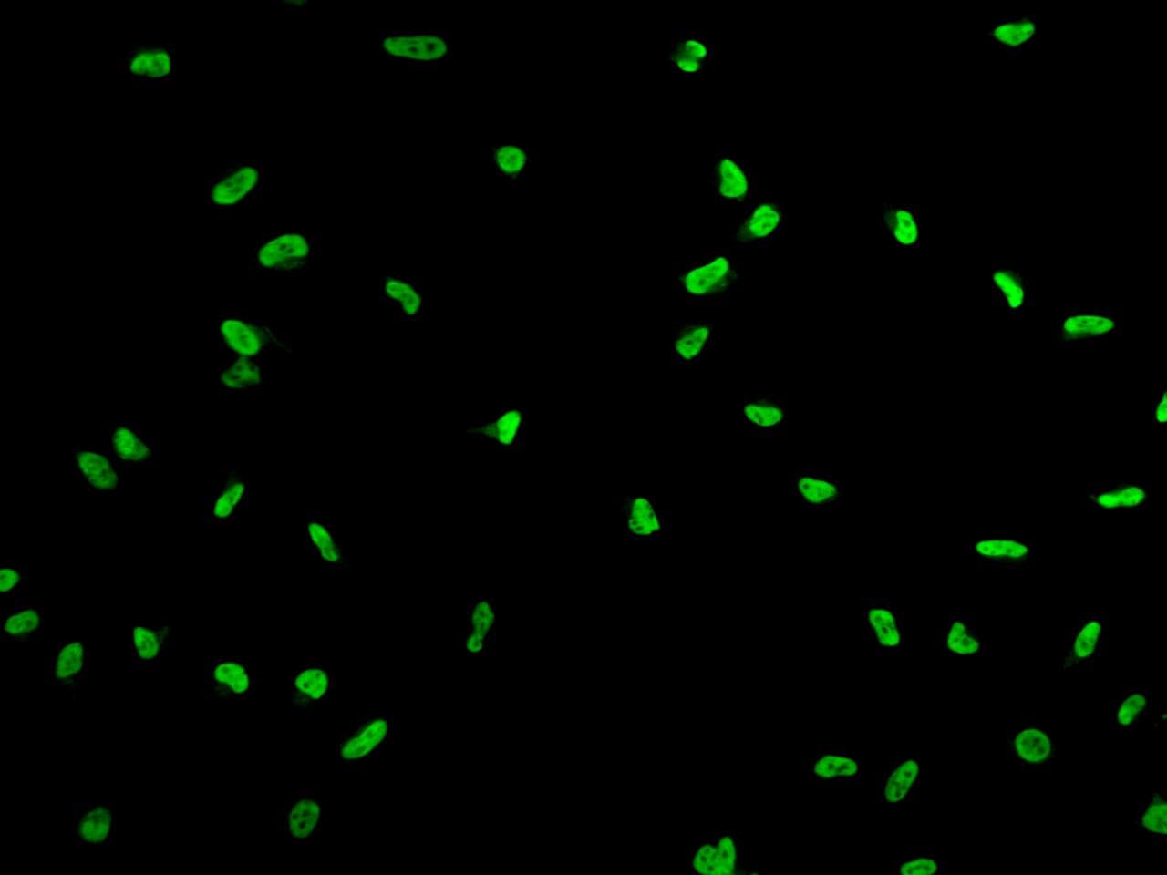 ZNF280A Antibody