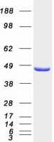 Human GRB4 / NCK2 Protein (Recombinant Myc-DDK (Flag))