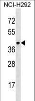 VSIG4 Antibody (aa308-335)