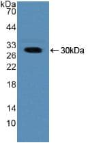 NUP50 Antibody (aa37-269, APC)