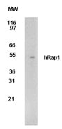 Monoclonal Mouse anti-Human TERF2IP / RAP1 Antibody (clone 78B356.1, aa212-235, WB)