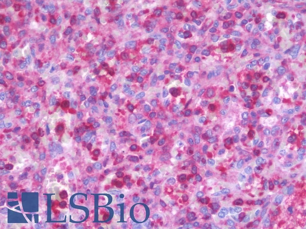 RRAGC / RAGC Antibody (aa302-351)