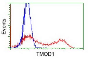 TMOD1 / Tropomodulin 1 Antibody (clone OTI6D3)