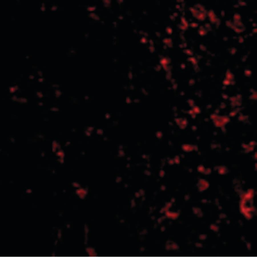 IHC-plus™ Polyclonal Rabbit anti-Human PAK4 Antibody (IHC, IF, WB)