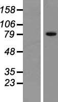 ZNF615 Protein (Over-Expression Lysate Myc-DDK (Flag))