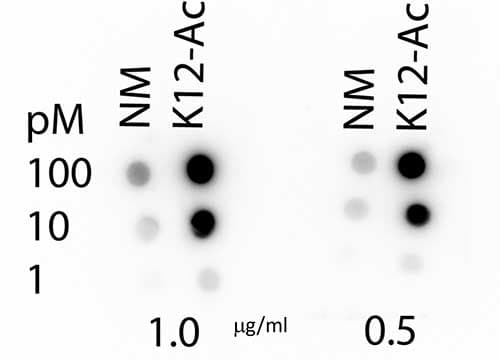 Polyclonal Rabbit anti-Human HIST4H4 Antibody (Ac-Lys12, IHC, IF, WB)