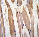 VCL / Vinculin Antibody (aa12-39)