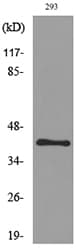 PAX5 Antibody
