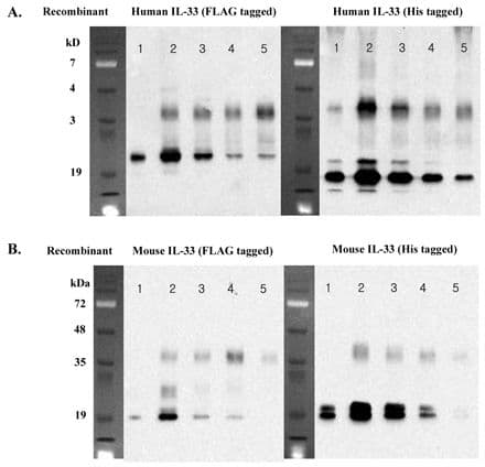 IL-33 Antibody (clone IL33026B)