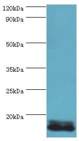 POLR1D Antibody (aa1-133)
