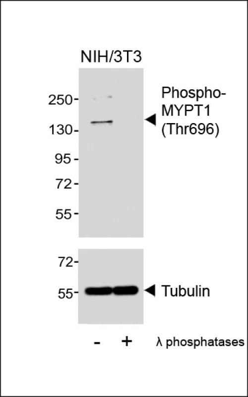 PPP1R12A / MYPT1 Antibody (phospho-Thr696)