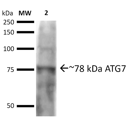 Apg7 / ATG7 Antibody (PerCP)