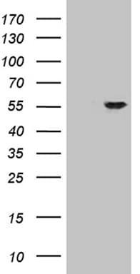 Monoclonal Mouse anti-Human ZNF610 Antibody (clone OTI3H2, WB)