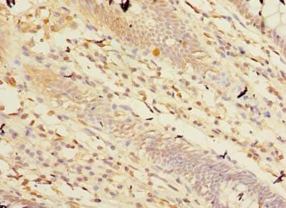 CPA2 Antibody