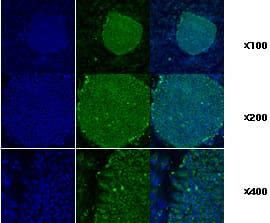 IHC-plus™ Monoclonal Mouse anti-Human HSP90B1 / GP96 / GRP94 Antibody (clone 2H3, aa676-803, IHC, IF, WB)