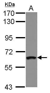 ZNF300 Antibody