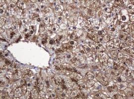 DDT / Dopamine Tautomerase Antibody (clone OTI1F12, Carrier-free)