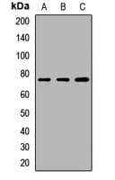 GTPBP4 Antibody