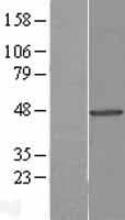 Human TUFT1 Protein (Over-Expression Lysate Myc-DDK (Flag))