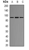 AKAP1 / AKAP Antibody (aa286-325)