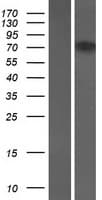 FCHSD1 Protein (Over-Expression Lysate Myc-DDK (Flag))