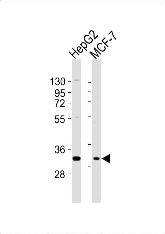 D-Binding Protein / DBP Antibody (aa233-266)