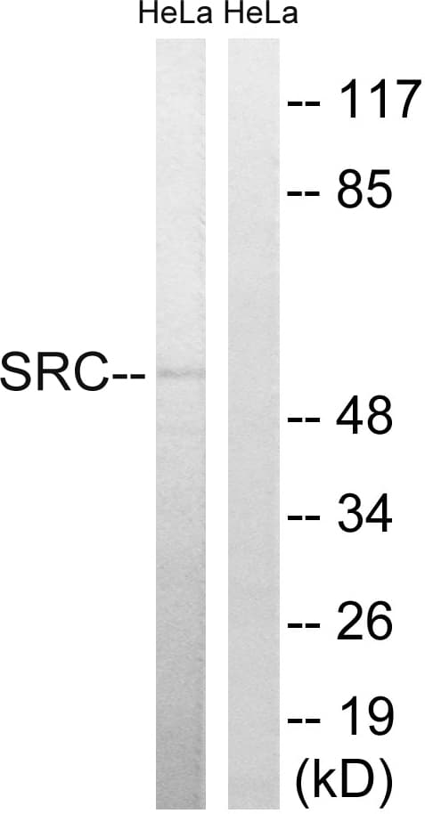 SRC Antibody (aa41-90)