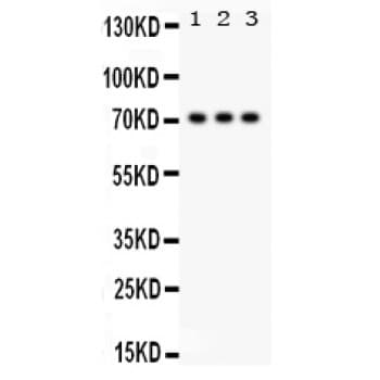 SP2 Antibody (aa312-343)