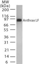 LF / Lethal Factor Antibody (aa779-792)