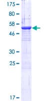 Human CORO6 Protein (Recombinant GST)