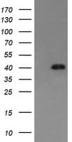 MAPK13 / p38delta Antibody (clone OTI12B8)