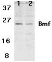 BMF Antibody